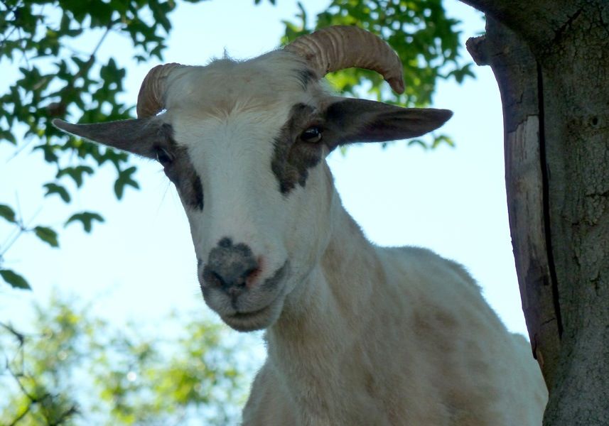 Tierwelt auf Krk